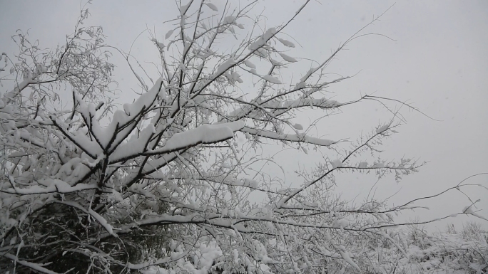 4K下雪雪花唯美慢镜头实拍