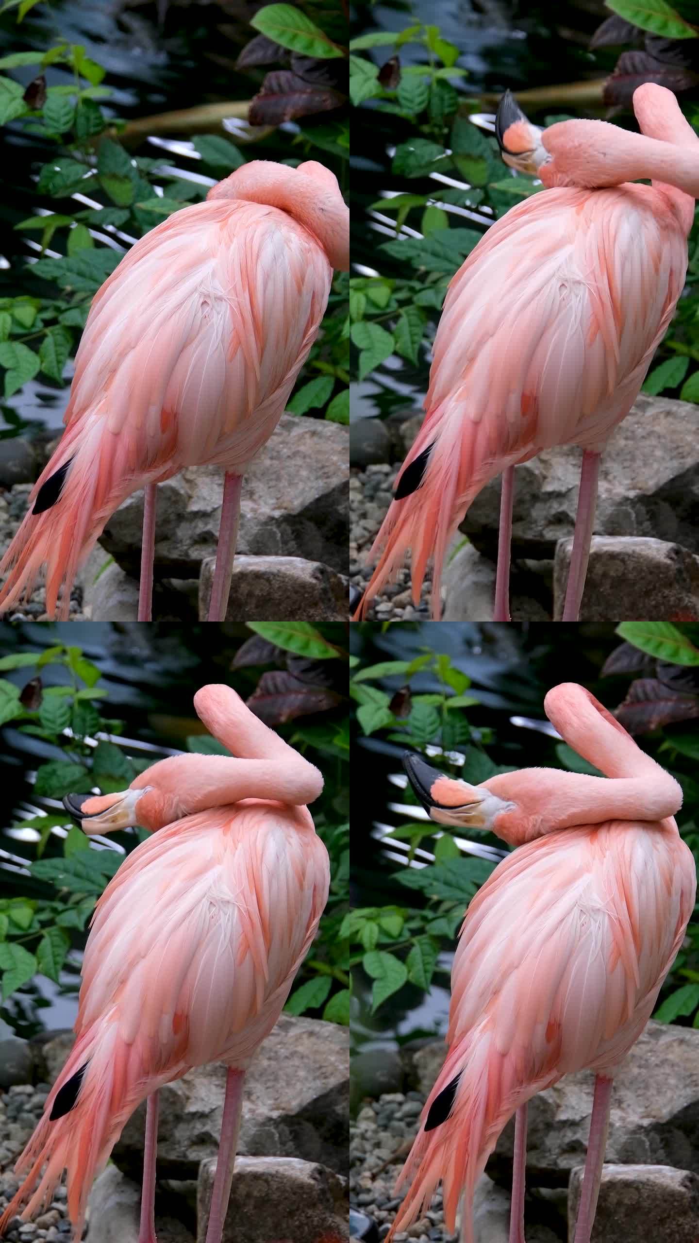 美国粉红火烈鸟，凤蝶橡胶宏观头部跟踪