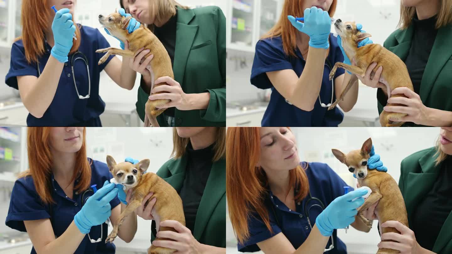 兽医在兽医诊所检查一只吉娃娃狗的视力。兽医把滴剂涂在宠物的眼睛上。宠物的健康。
