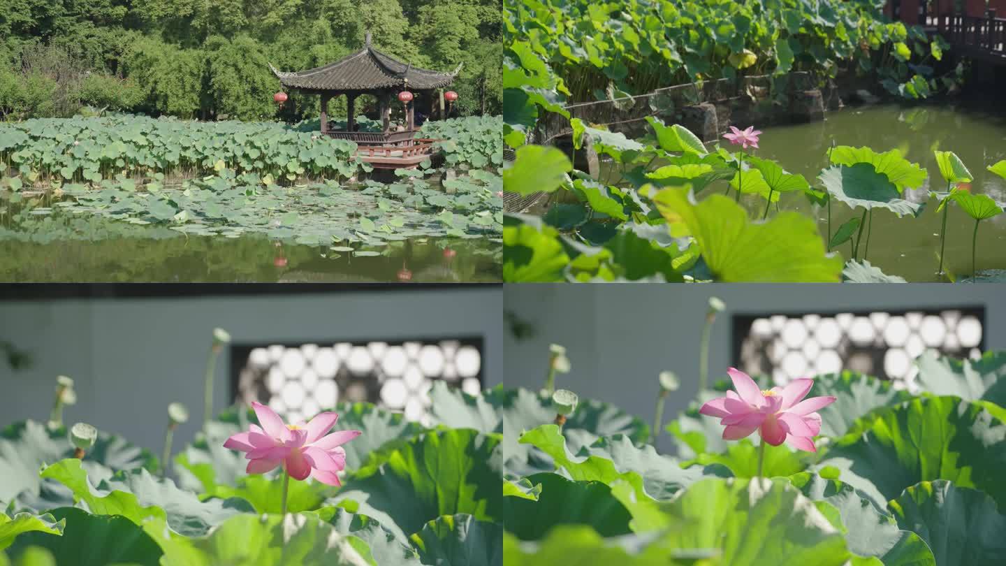 夏日荷花 望丛祠 夏天 绿叶 荷叶