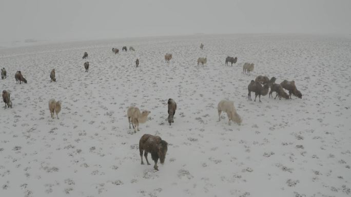 雪滩戈壁骆驼