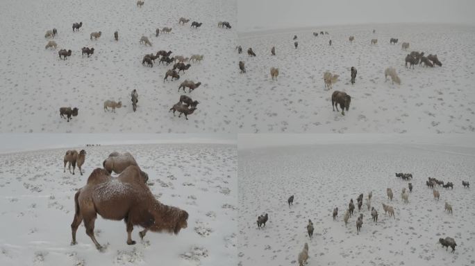 雪滩戈壁骆驼