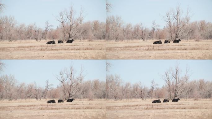 科罗拉多州乡村景观中孤立的黑牛