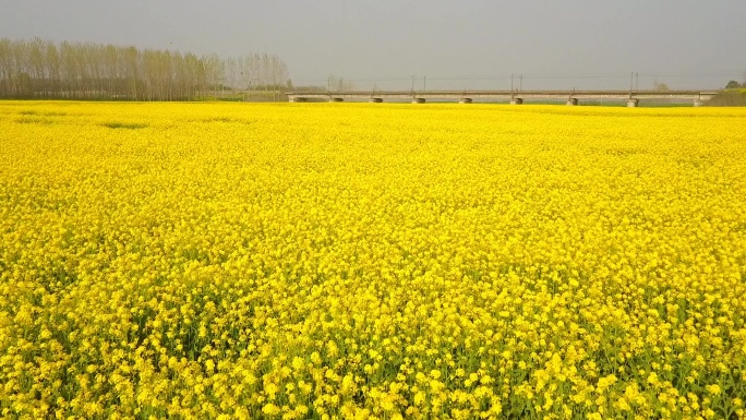 河边的油菜花地