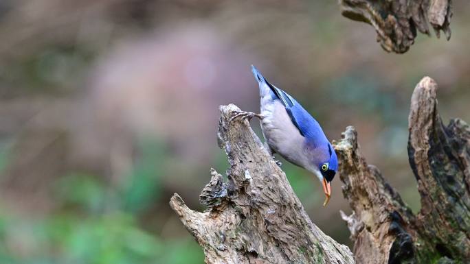 绒额鳾觅食