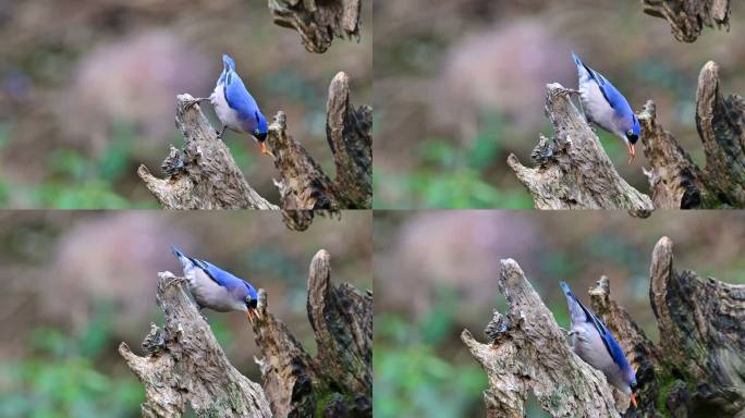 绒额鳾觅食