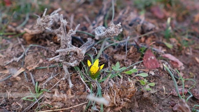 第一株樱草花——伊犁鹅葱，Gagea iliensis Popov，即使在冬天也会开花，暂时解冻，拍