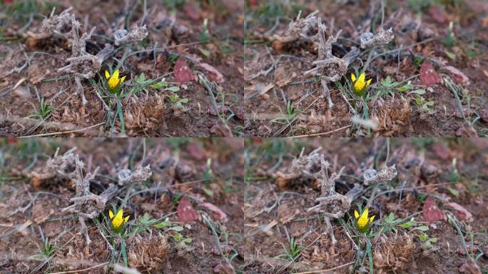 第一株樱草花——伊犁鹅葱，Gagea iliensis Popov，即使在冬天也会开花，暂时解冻，拍