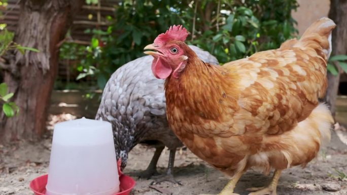 两只放养的母鸡在大热天喝水以保持体内水分