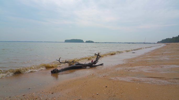 中国广西海边被冲到海滩上的朽木头特写