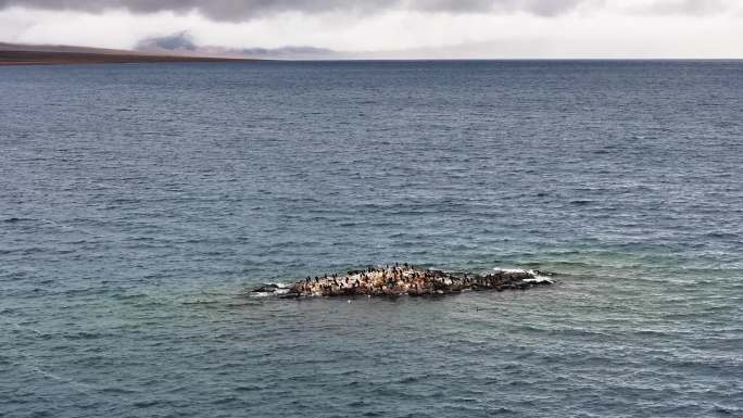 航拍野生鸬鹚湖心岛繁衍生息