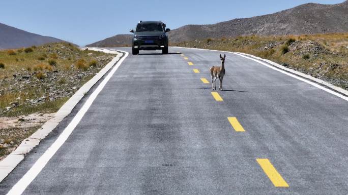 青藏公路上悠闲过马路的藏羚羊