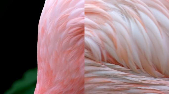 美国粉红火烈鸟，凤蝶橡胶宏观头部跟踪