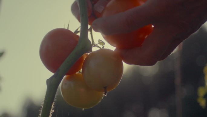 用手从植株上采摘西红柿。农民收割西红柿。天然有机蔬菜。家庭农业和园艺。