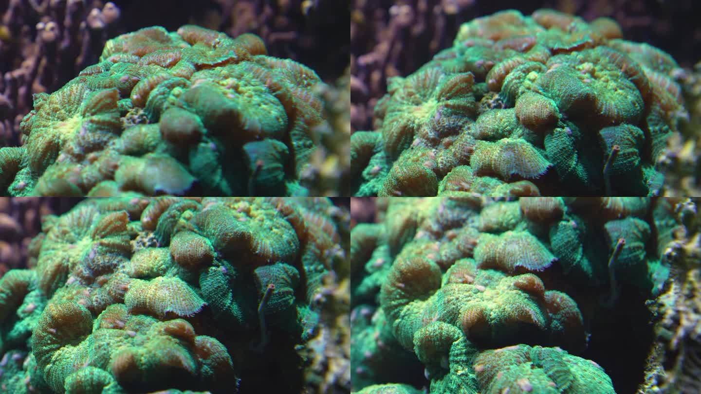 水下珊瑚近照