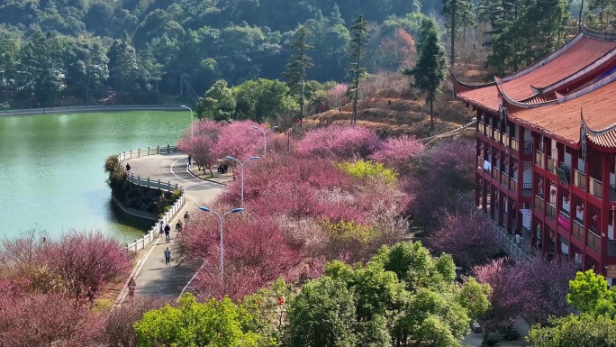 福州寿山林阳寺梅花