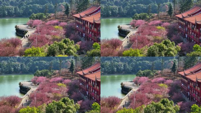 福州寿山林阳寺梅花