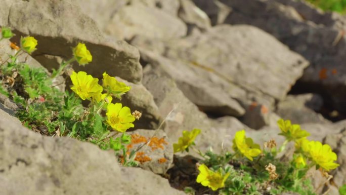 阿尔泰山凤尾草(Potentilla acaulis)的黄色花朵