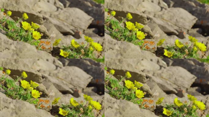 阿尔泰山凤尾草(Potentilla acaulis)的黄色花朵