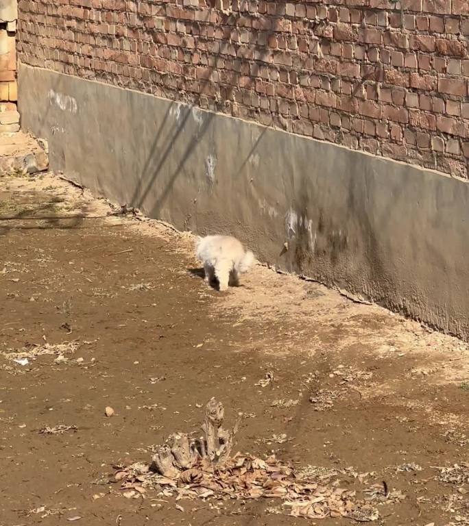 晒太阳的小猫 潦草小猫 长毛猫 村里的猫