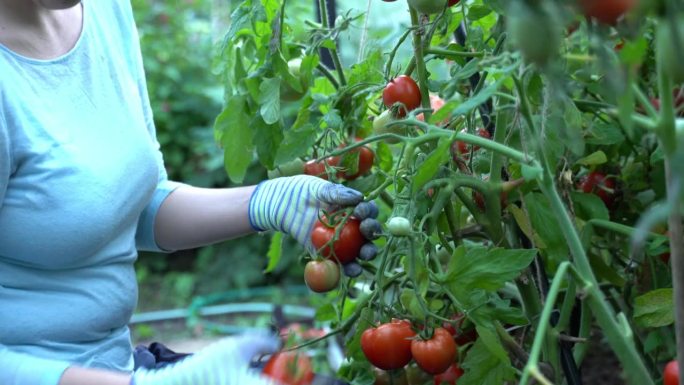 在温室里收割西红柿的妇女