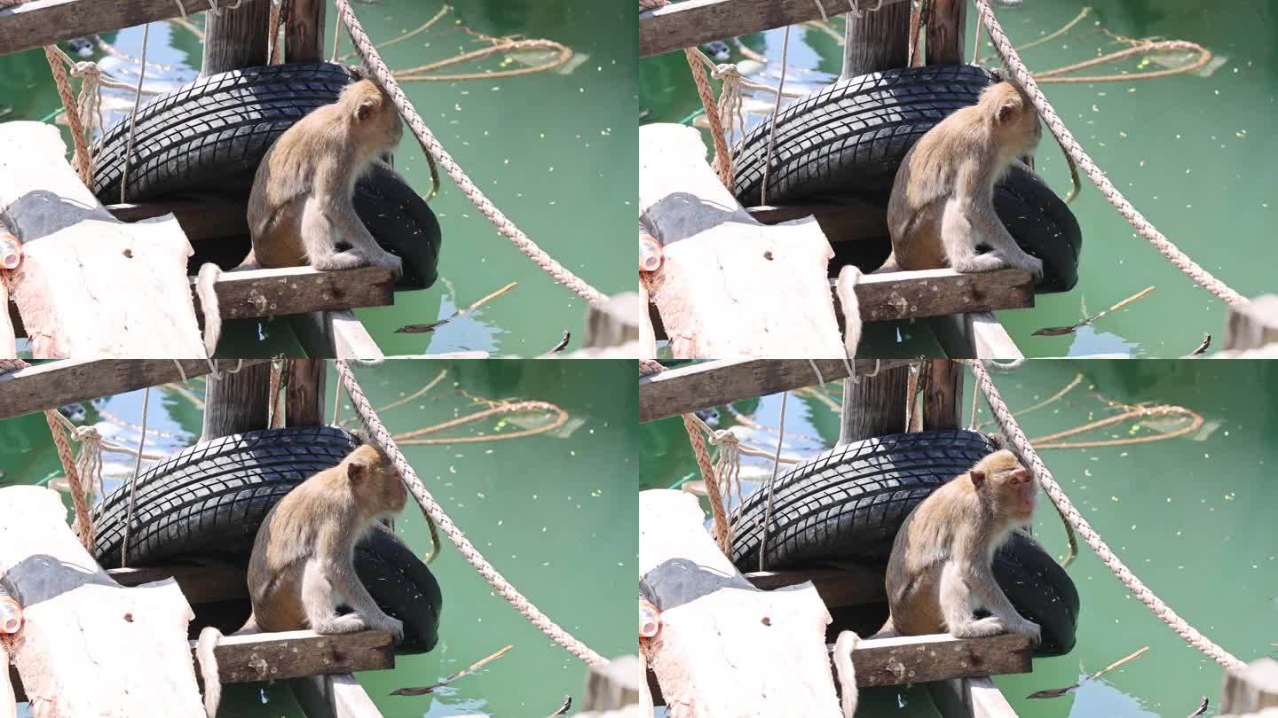 猴子在绳桥上航行