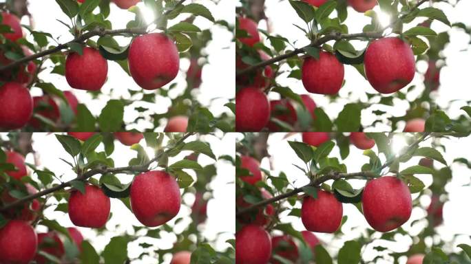 红苹果唯美 苹果树