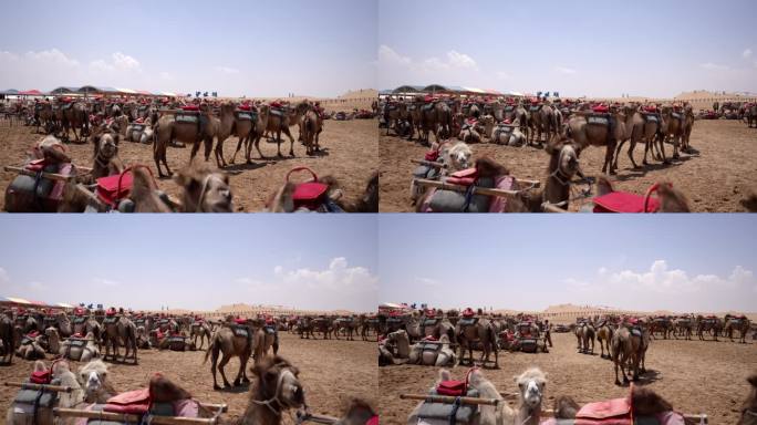 中卫沙坡头景区娱乐设施骑骆驼