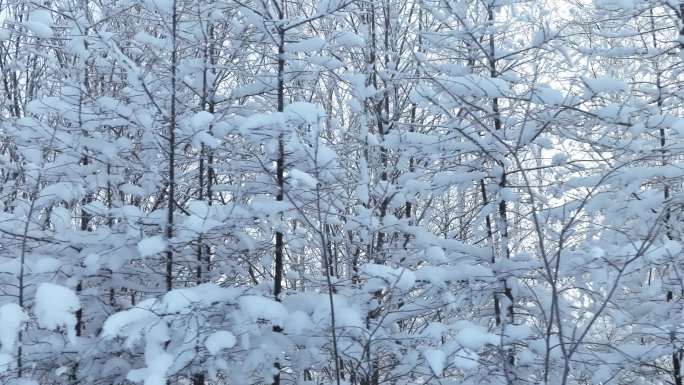 寒冬岭上丛林雪景