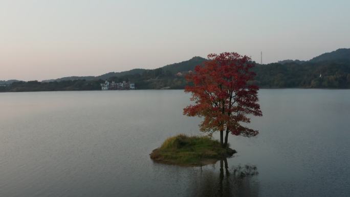 武汉新洲道观河水面上一颗孤独的树自然风景