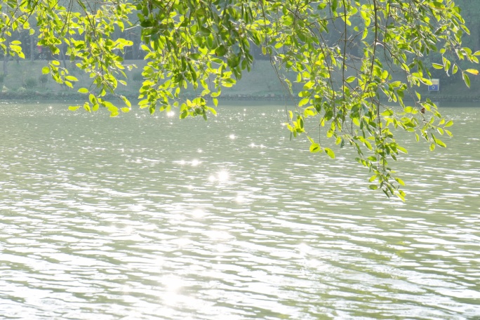 湖边随风摇曳的绿色枝叶的空镜