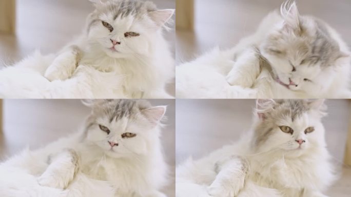 一只白色的长毛猫正在给自己梳理毛发，手持慢镜头