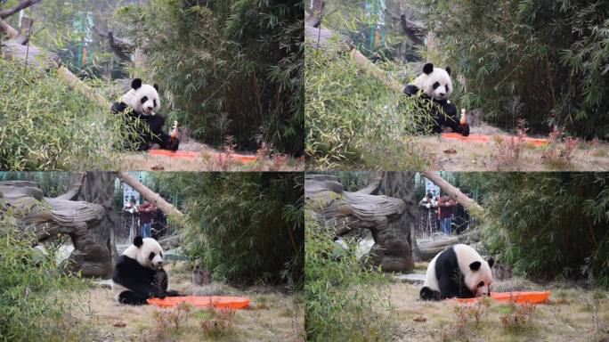 熊猫吃竹笋