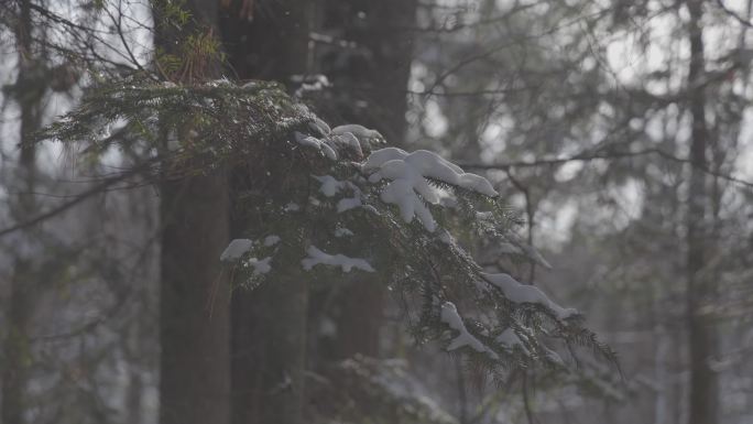 冬季树林树枝带雪2