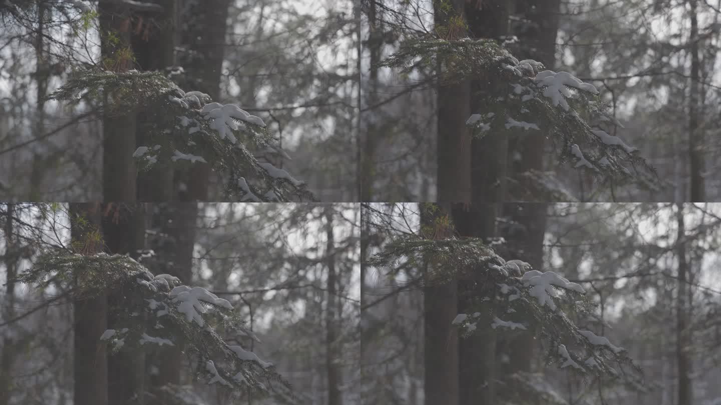 冬季树林树枝带雪2