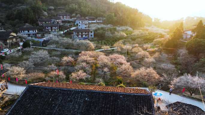 大片青梅花盛开