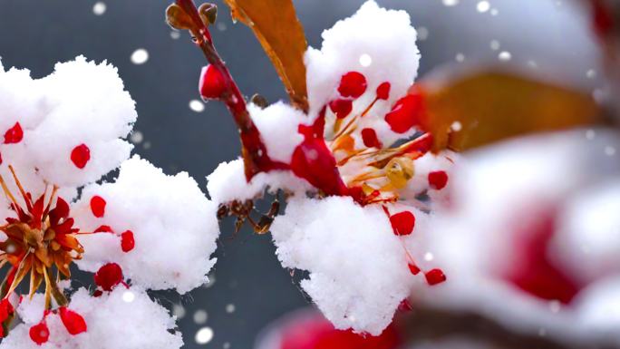 雪景 下雪 暴雪 空镜 雪中梅花盛开桃花