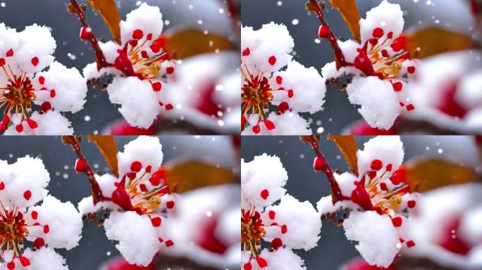 雪景 下雪 暴雪 空镜 雪中梅花盛开桃花