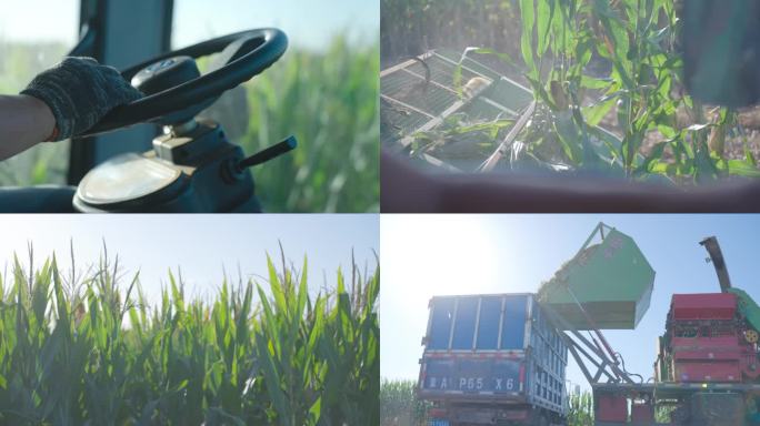 三农科技农业机械化收割玉米高清实拍素材