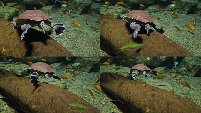 蛇颈龟游泳的特写