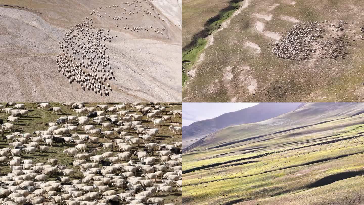 航拍青海高原上的羊群