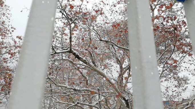 雪天 氛围 枯树 行驶