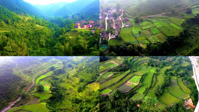 中草药 种植 最美乡村 梯田 绿水青山