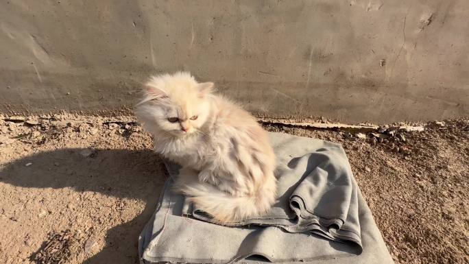 晒太阳的小猫 潦草小猫 长毛猫 村里的猫