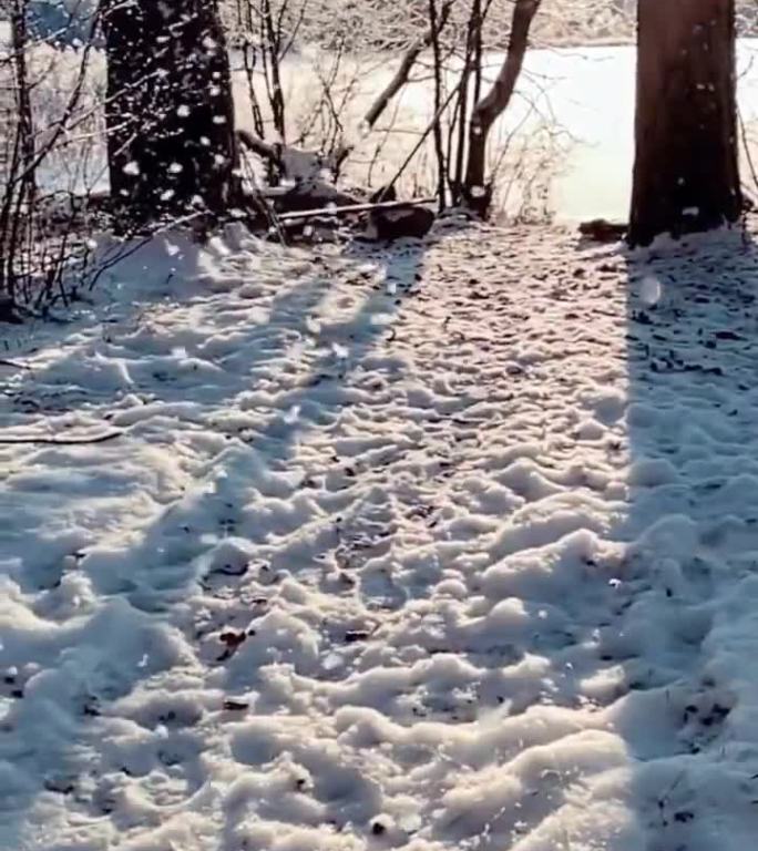 鹅毛般的大雪，在阳光照耀下格外美丽
