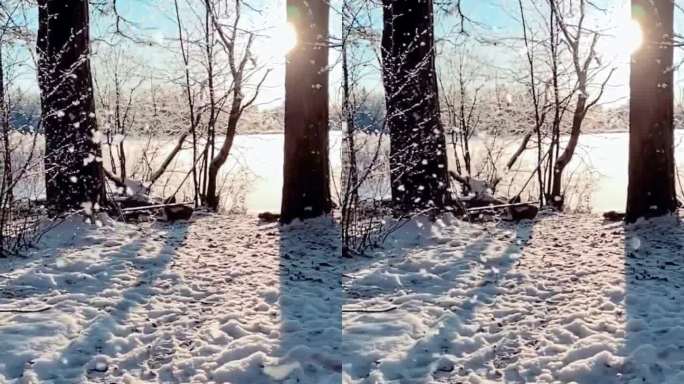 鹅毛般的大雪，在阳光照耀下格外美丽