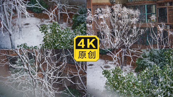 窗外的雪下雪时的小区树叶上的雪树枝上的雪