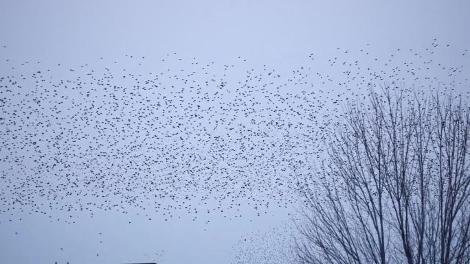 大群的欧椋鸟在犹他州上空飞过
