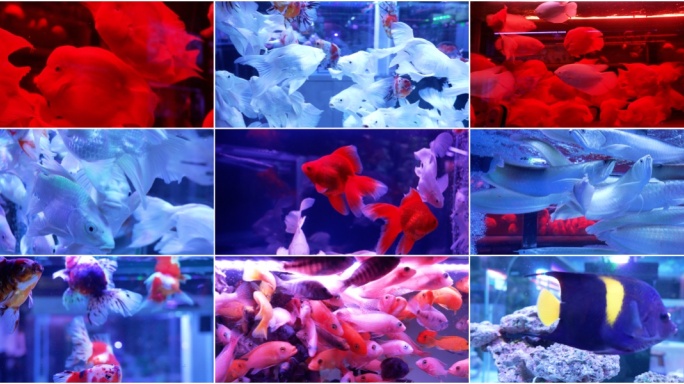 鱼缸鱼族馆各种鱼类 五彩缤纷的鱼