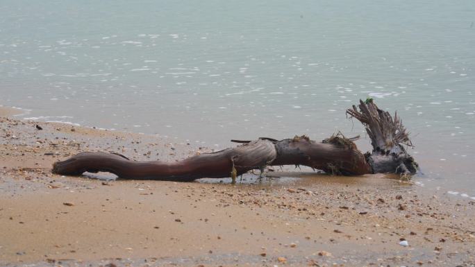 中国广西海边被冲到海滩上的朽木头特写